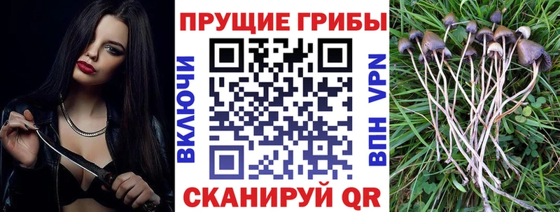 Галлюциногенные грибы Psilocybe  Лесной 